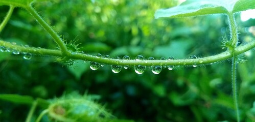 Rain drops on the tree.