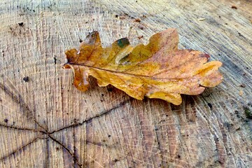 autumn leaf on wooden background