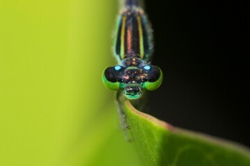 dragonfly on a leaf