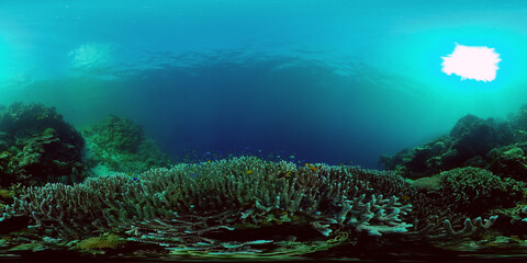 Sealife, Diving near a coral reef. Beautiful colorful tropical fish on the lively coral reefs underwater. Philippines. 360 panorama VR
