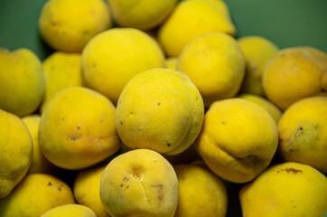 Ripe fresh peach fruits on green background