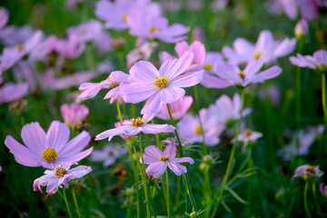  Beautiful cosmos flowers blooming in garden
