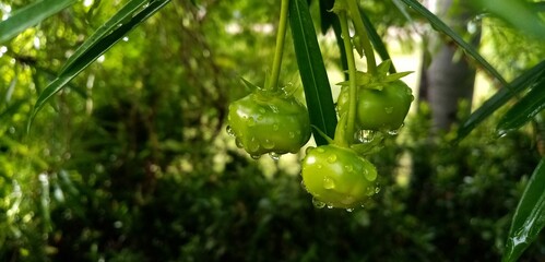 Rain drops on the fruit