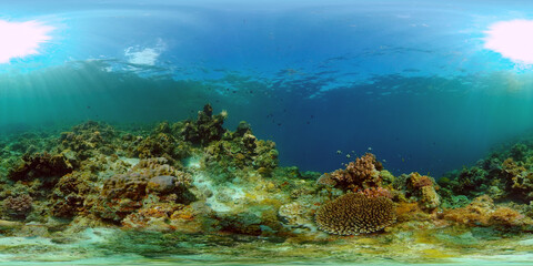 Naklejka na ściany i meble Underwater Scene Coral Reef. Underwater sea fish. Tropical reef marine. Colourful underwater seascape. Philippines. Virtual Reality 360.