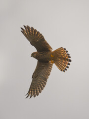 Falco gheppio (Falco tinnunculus) in volo su sfondo cielo,silhouette in primo piano