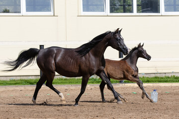Black horse mare and young pretty arabian foal runs on sandy background, portrait in motion