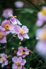 Violet and pink blooming flowers in the own garden, close up in spring