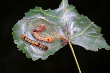 The larvae of moths are covered with bristles and look terrible
