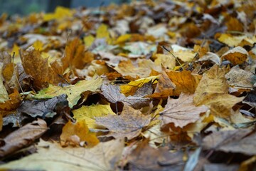autumn leaves on the ground