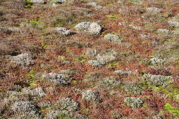 Brown, grey and green grass background