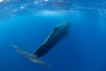 Sperm whale near the surface. Swimming with whales. Rare encounter in the tropical ocean. 