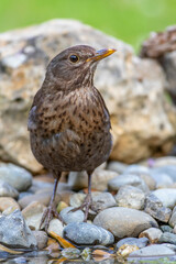 Amsel (Turdus merula) Weibchen