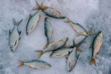 The common roach or Rutilus rutilus and bream fish on the ice.