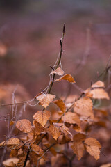 Waldboden Winter