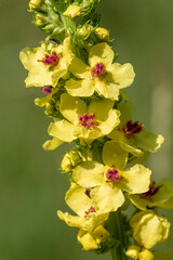 Schwarze Königskerze (Verbascum nigrum)
