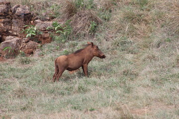Rhino and Lion Nature Reserve, South Africa.