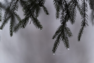 Tannenwald morgentau