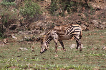 Fototapeta na wymiar Rhino and Lion Nature Reserve, South Africa.