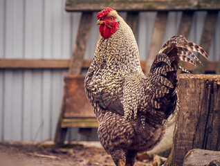 Rooster on a natural background.