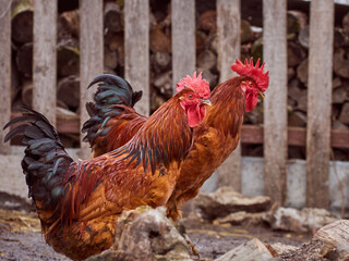 Roosters on a natural background.