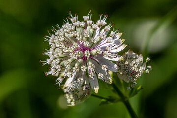 Große Sterndolde (Astrantia major)