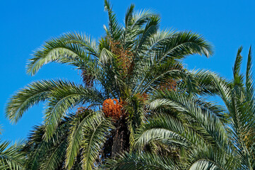 Palm tree with date fruits