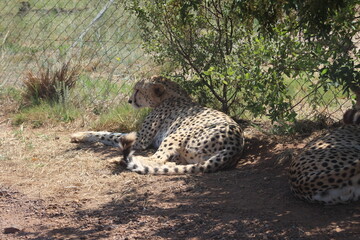 Rhino and Lion Nature Reserve, Krugersdorp, South Africa.