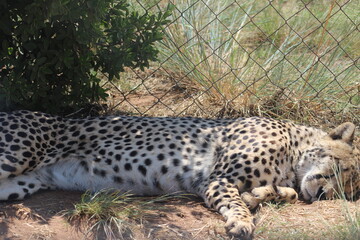 Rhino and Lion Nature Reserve, Krugersdorp, South Africa.