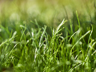 Green fresh grass spring background.