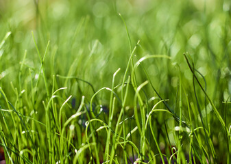 Green fresh grass spring background.
