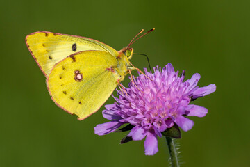 Goldene Acht (Colias hyale)