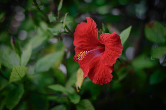 Hibiscus
