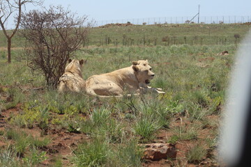 Plakat Rhino and Lion Nature Reserve, Krugersdorp, South Africa.