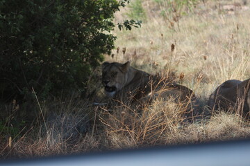 Obraz na płótnie Canvas Rhino and Lion Nature Reserve, Krugersdorp, South Africa.