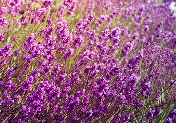 Naklejka premium Lavender flowers in flower garden.