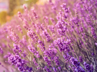 Obraz premium Soft focus on lavender flowers.