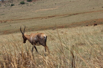 Rhino and Lion Nature Reserve, Krugersdorp, South Africa.