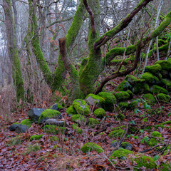 Autumn woodland scene with tree and boulders covered with green moss