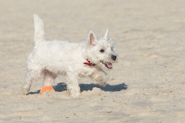Active games with a dog outdoors. West Highland White Terrier plays with a ball in the sand.
