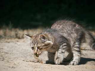 Small kitten eats a fish.