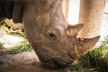A rhino grazing on an open animal, Khao Khiao, Chonburi, Thailand