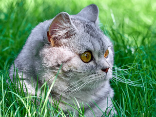Kitten in the green grass.