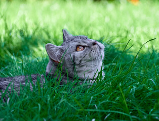 Kitten in the green grass.