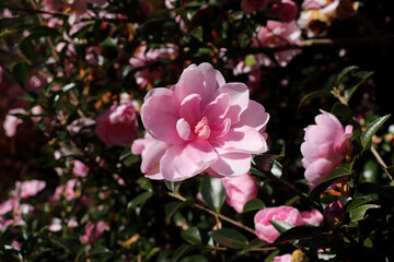 椿 ツバキ つばき ピンク 花 鮮やか
