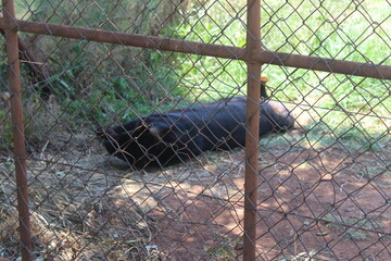 Rhino and Lion Nature Reserve, Krugersdorp, South Africa.