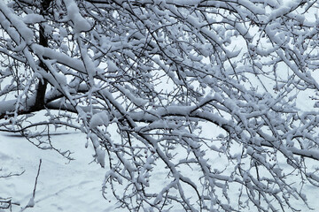 Winter landscape with trees and snow. Beautiful tree branches close-up. Forest scene on a winter day.