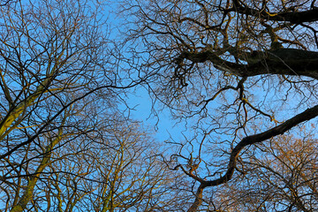 A tree without leaves against a bright blue sky. Bare branches look beautiful in winter.