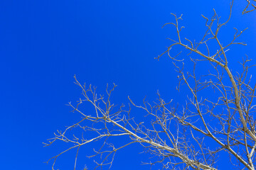 A tree without leaves against a bright blue sky. Bare branches look beautiful in winter.