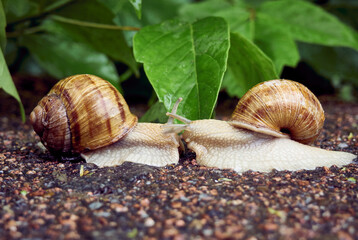 Date of two snails on a background of leaves