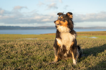 Sheltie out for a walk